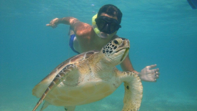 Snorkel con tortugas- akumal
